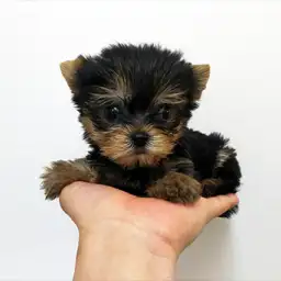 ヨークシャーテリア