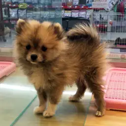 ポメラニアン