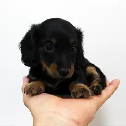 カニンヘン・ダックスフント