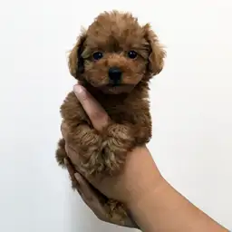 トイ・プードル