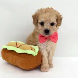 トイ・プードル