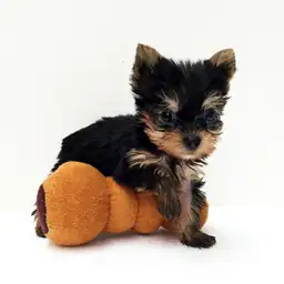 ヨークシャーテリア