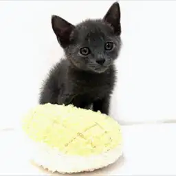 ロシアンブルー