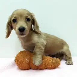 ミニチュア・ダックスフント