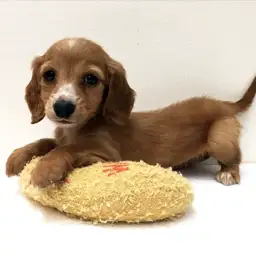 ミニチュア・ダックスフント