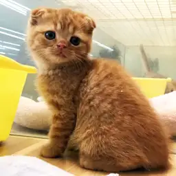 スコティッシュフォールド