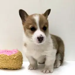 ウェルシュコーギーペンブローク