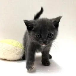 ブリティッシュショートヘア