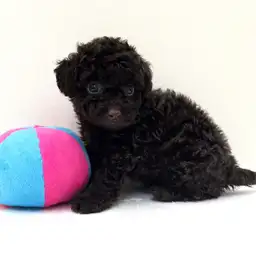 トイ・プードル