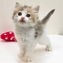 ノルウェージャンフォレストキャット