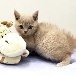 ブリティッシュショートヘア