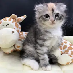 スコティッシュフォールド