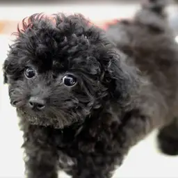 トイ・プードル