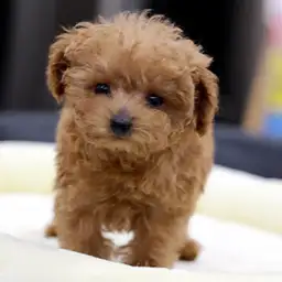 トイ・プードル