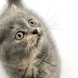 ブリティッシュショートヘア