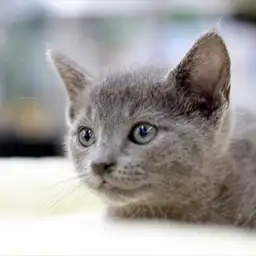 ロシアンブルー