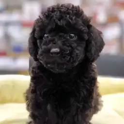 トイ・プードル