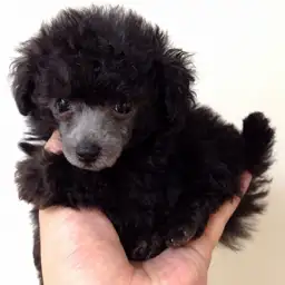 トイ・プードル