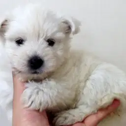 ウェストハイランドホワイトテリア