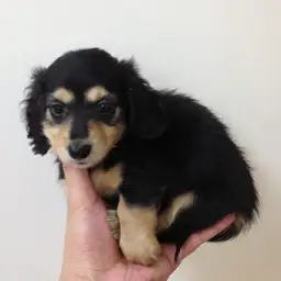 カニンヘン・ダックスフント