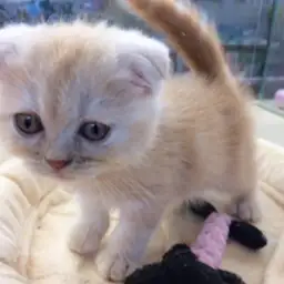 スコティッシュフォールド