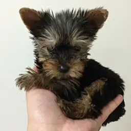 ヨークシャーテリア