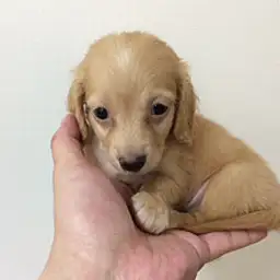 ミニチュア・ダックスフント