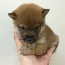 柴犬