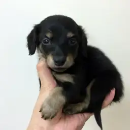 カニンヘン・ダックスフント