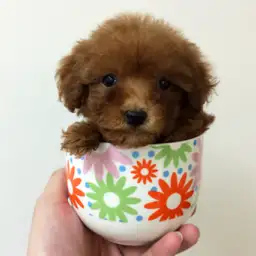 トイ・プードル