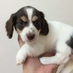 ミニチュア・ダックスフント