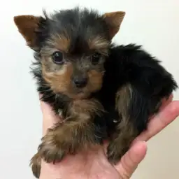 ヨークシャーテリア