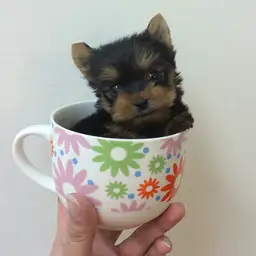 ヨークシャーテリア