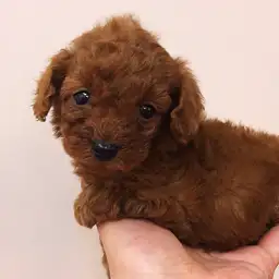 トイ・プードル