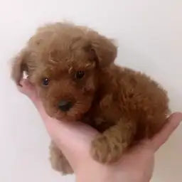 トイ・プードル