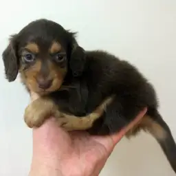 カニンヘン・ダックスフント