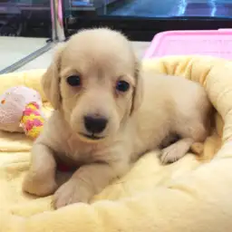 カニンヘン・ダックスフント