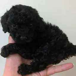 トイ・プードル