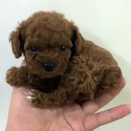 トイ・プードル