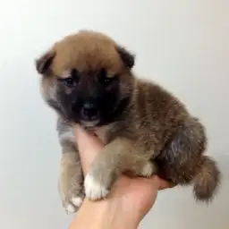 柴犬