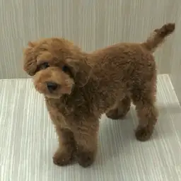 トイ・プードル