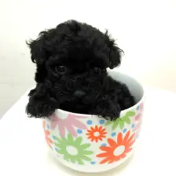 トイ・プードル