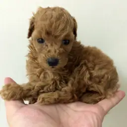 トイ・プードル