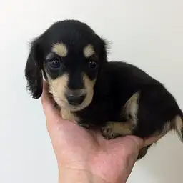 ミニチュア・ダックスフント