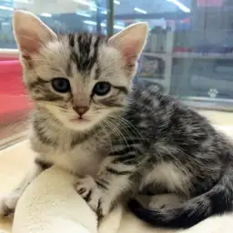 アメリカンショートヘア