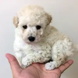 トイ・プードル