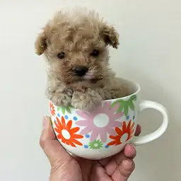 トイ・プードル