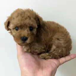 トイ・プードル