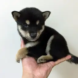 柴犬