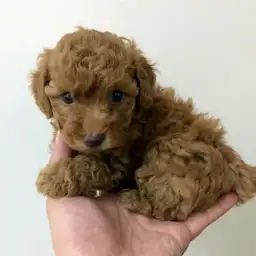 トイ・プードル